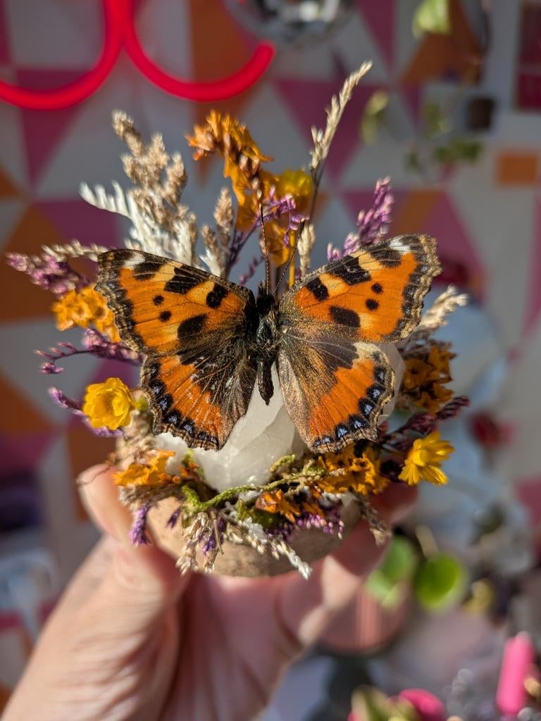 Unieke glazen stolp met opgezette vlinder en bergkristal, Overige stijlen, Nieuw, Ophalen of Verzenden, Oranje
