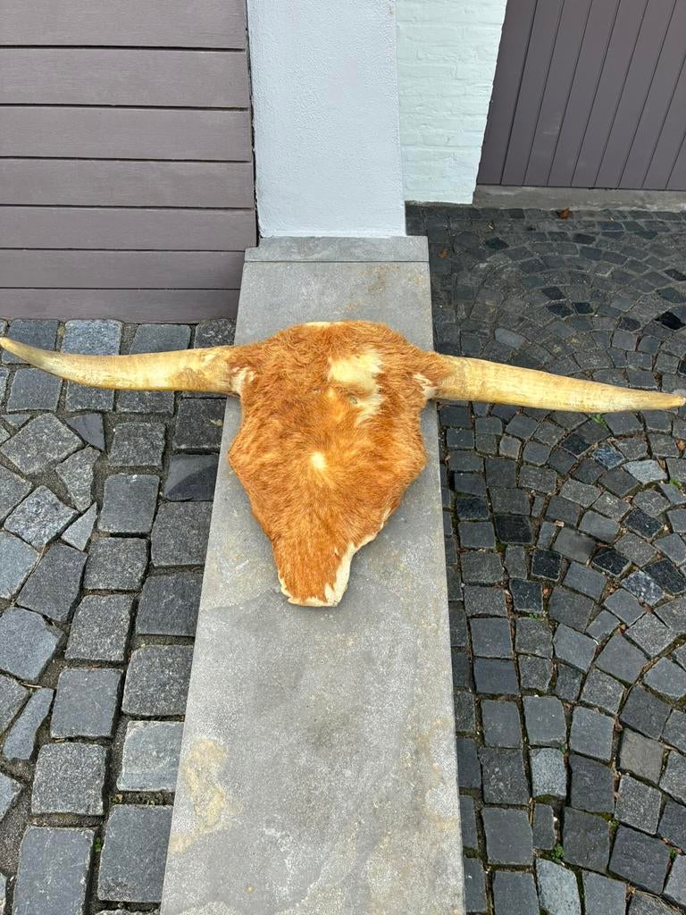 Decoratie materiaal stier gewei, Ophalen, Gebruikt, Overige soorten, Gewei of Kop