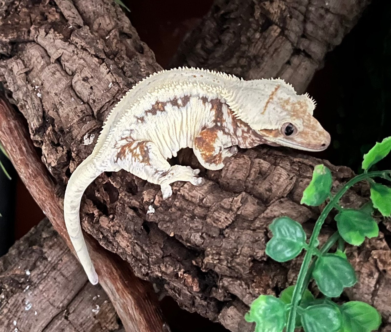 0.1 extreem White tricolor Lilly white wimpergekko, ciliatus Crested Gecko photo 5