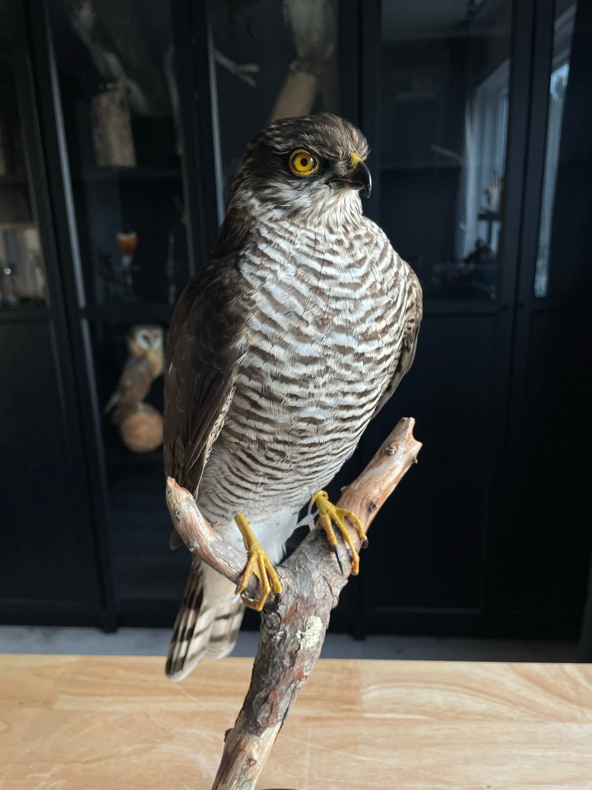 Opgezette Sperwer - Prachtig exemplaar, Verzamelen, Ophalen, Zo goed als nieuw, Vogel, Opgezet dier