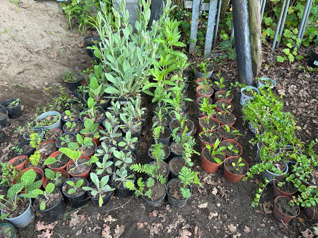 Tuinplanten diverse soorten, Ophalen, Vaste plant, Overige soorten, Halfschaduw
