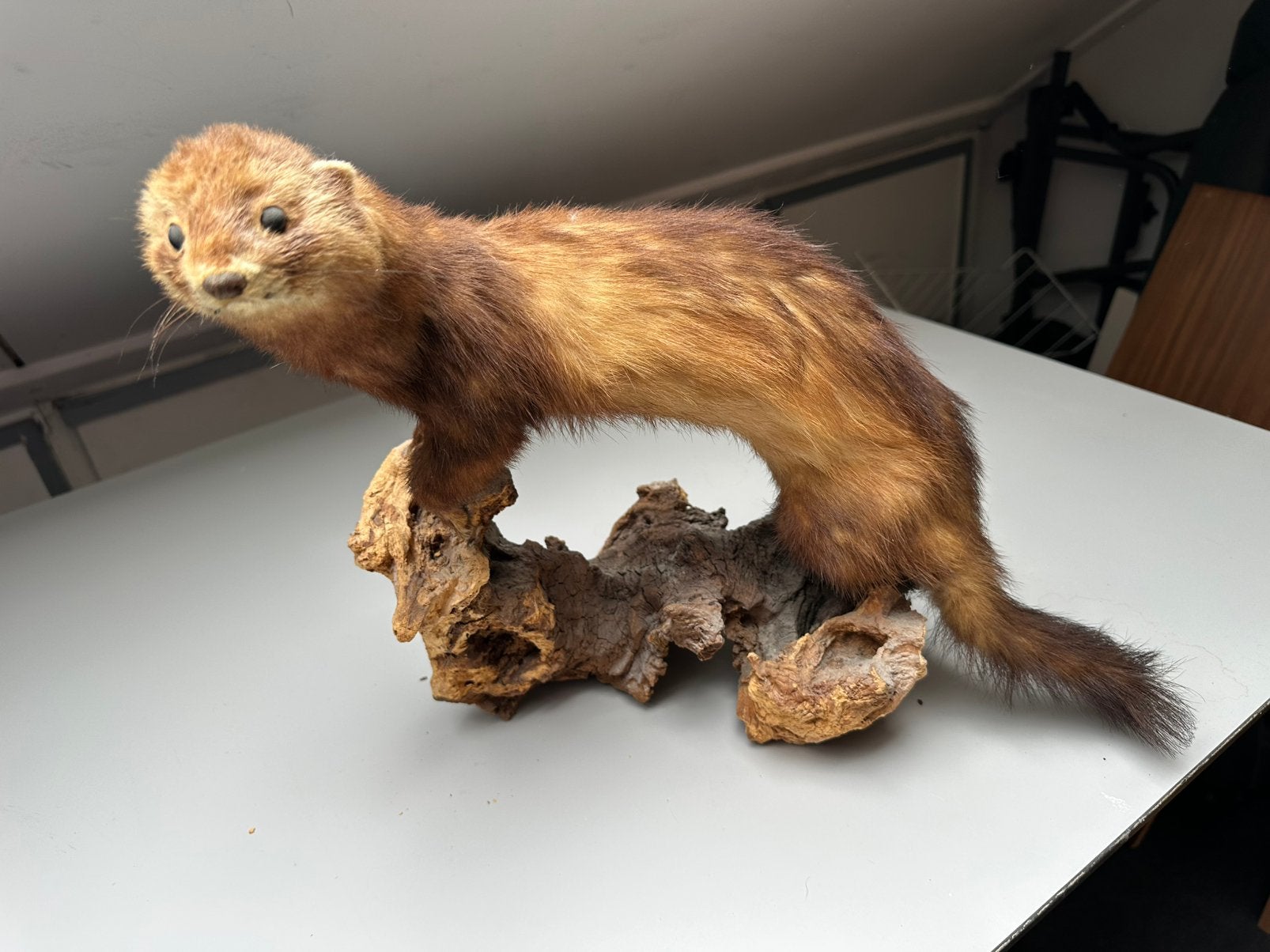 Opgezette hermelijn, Verzamelen, Dierenverzamelingen, Ophalen, Gebruikt, Opgezet dier