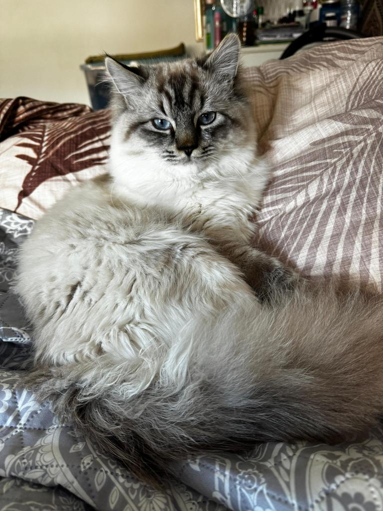 Dekkatter blue-mitted Ragdoll, Kater