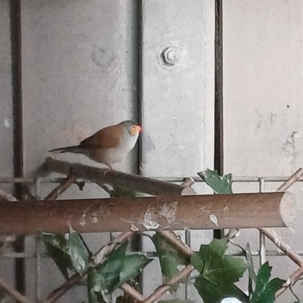 Te koop Oranjekaakje, Vrouwelijk, Tropenvogel, Tam