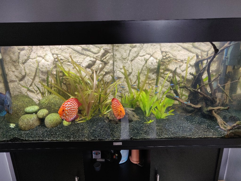 Juwel Rio 240 aquarium + meubel (240 liter, 121 cm), Ophalen, Gebruikt, Inclusief deksel, Leeg aquarium