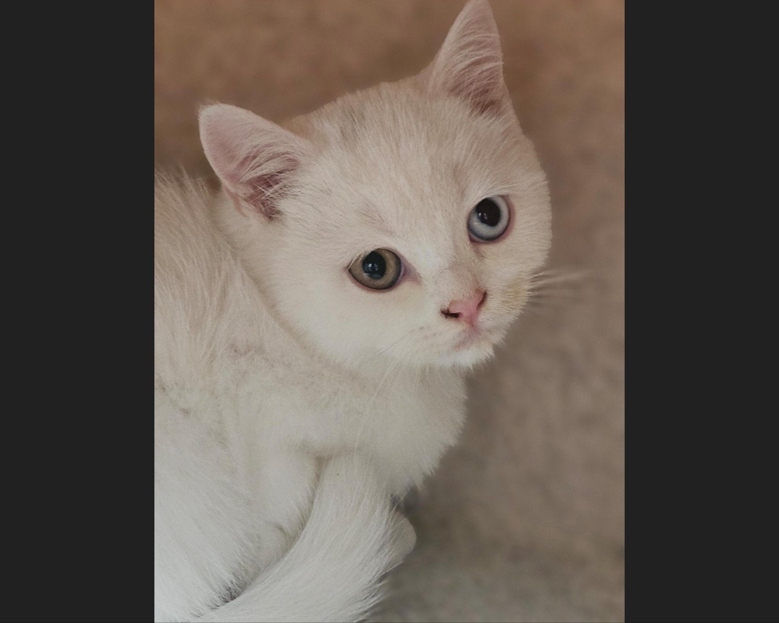 Bijzondere, Prachtige Britse Korthaar Kittens, Meerdere dieren, Ontwormd, 0 tot 2 jaar
