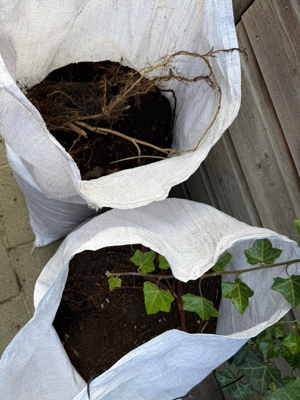 Gratis potgrond uit boompot, Tuin en Terras, Ophalen, Buxus, Minder dan 100 cm