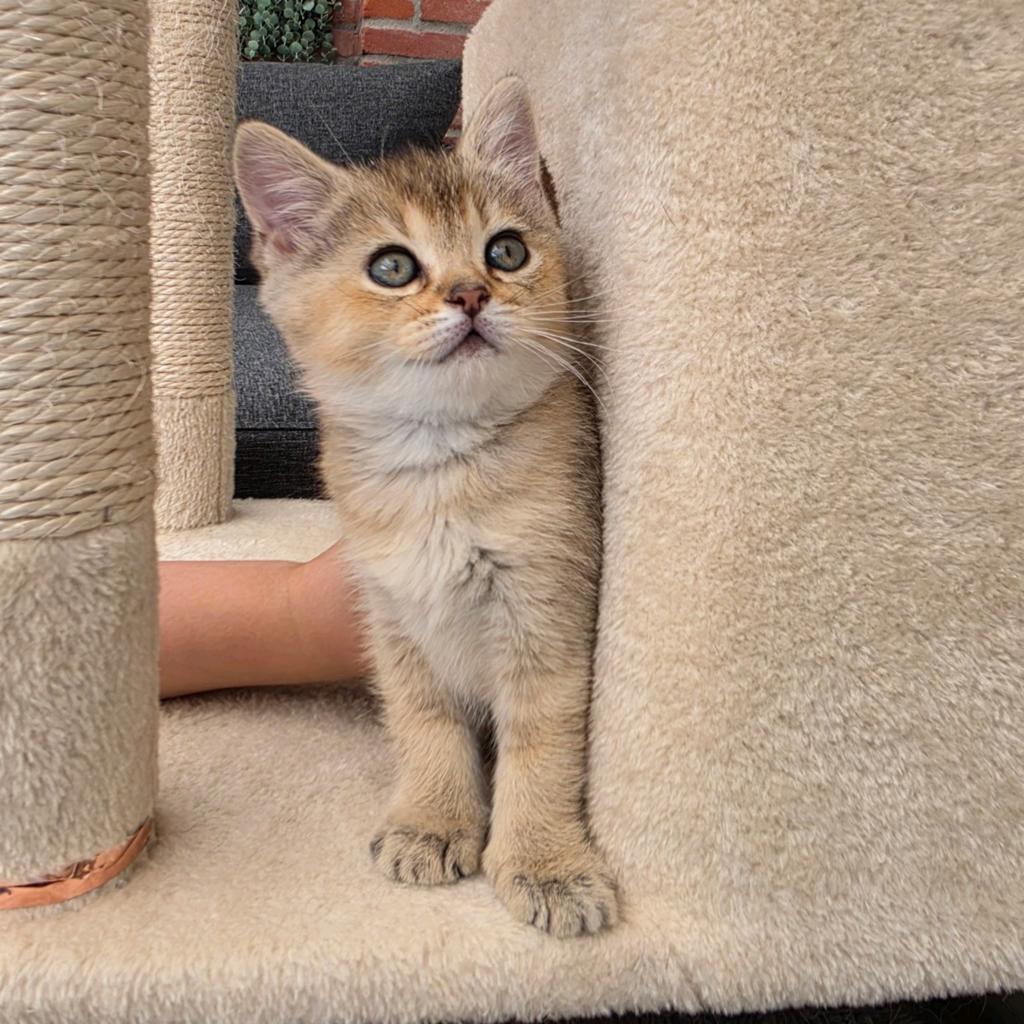 Britse korthaar kittens, Dieren en Toebehoren, Katten en Kittens | Raskatten | Korthaar, Poes, Gechipt