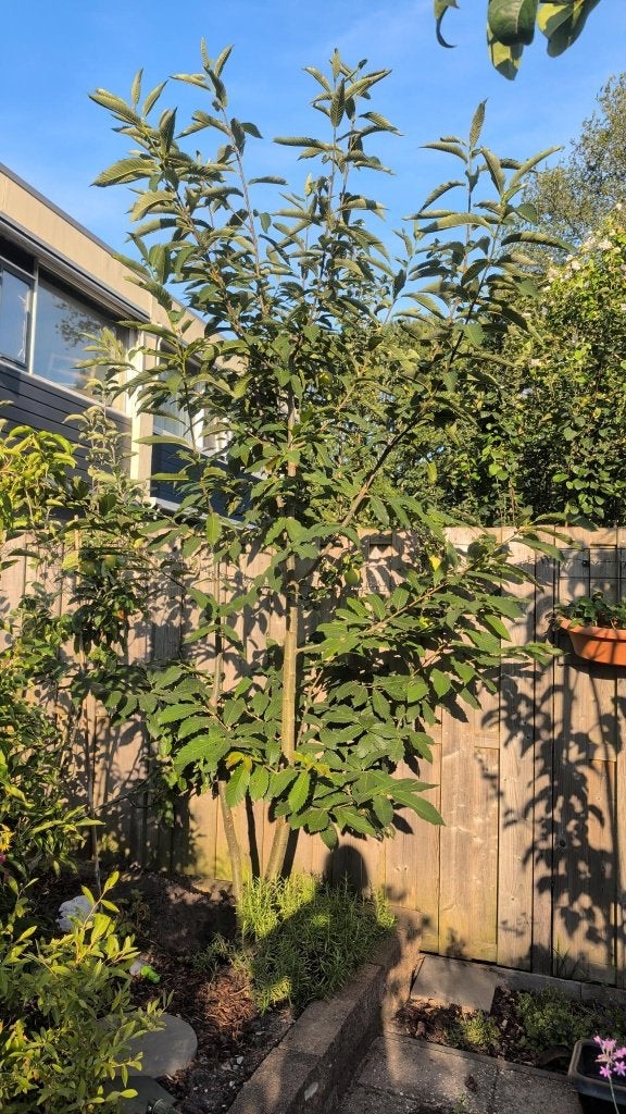 Tamme kastanje boom, Tuin en Terras, Planten | Bomen, Overige soorten, Lente, 250 tot 400 cm, Ophalen