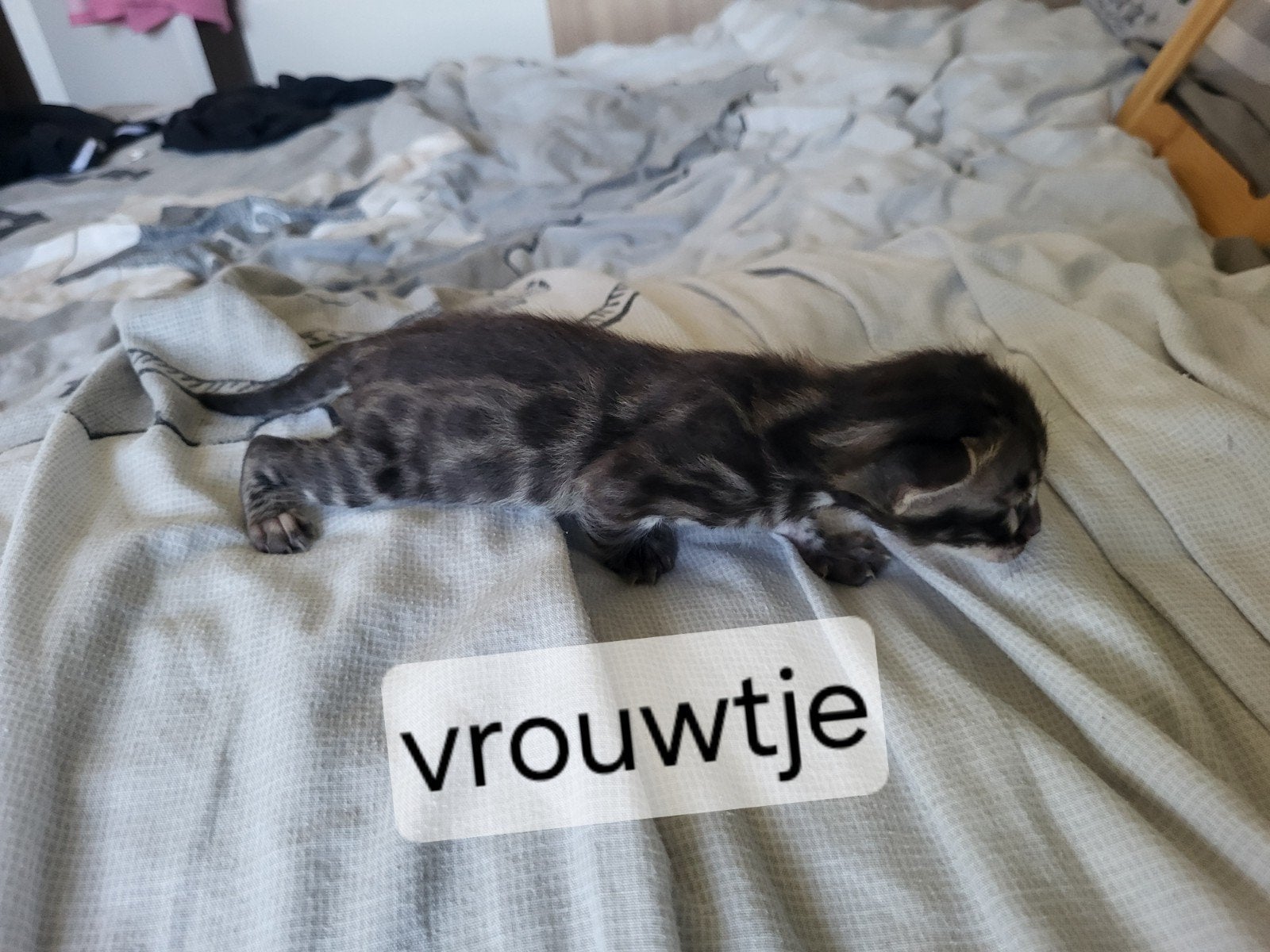 Bengaal kittens, Poes