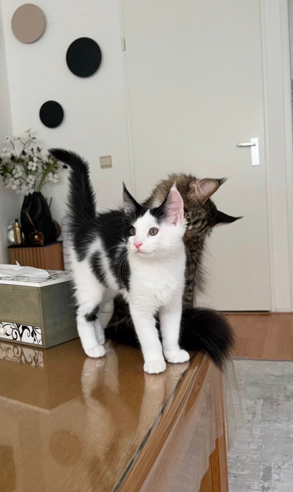Prachtige Maine Coon XL  Europese Korthaar kittens, Poes