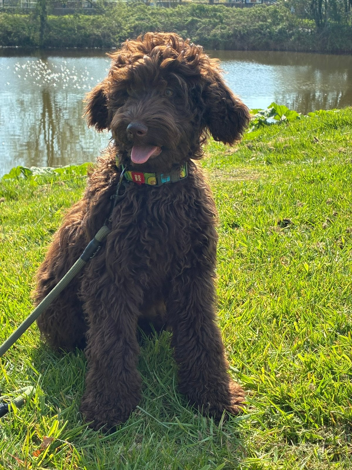 𝒈𝒂𝒔𝒕𝒈𝒆𝒛𝒊𝒏 𝒈𝒆𝒛𝒐𝒄𝒉𝒕 ‍, CDV (hondenziekte), 1 tot 2 jaar, Teef, Eén hond