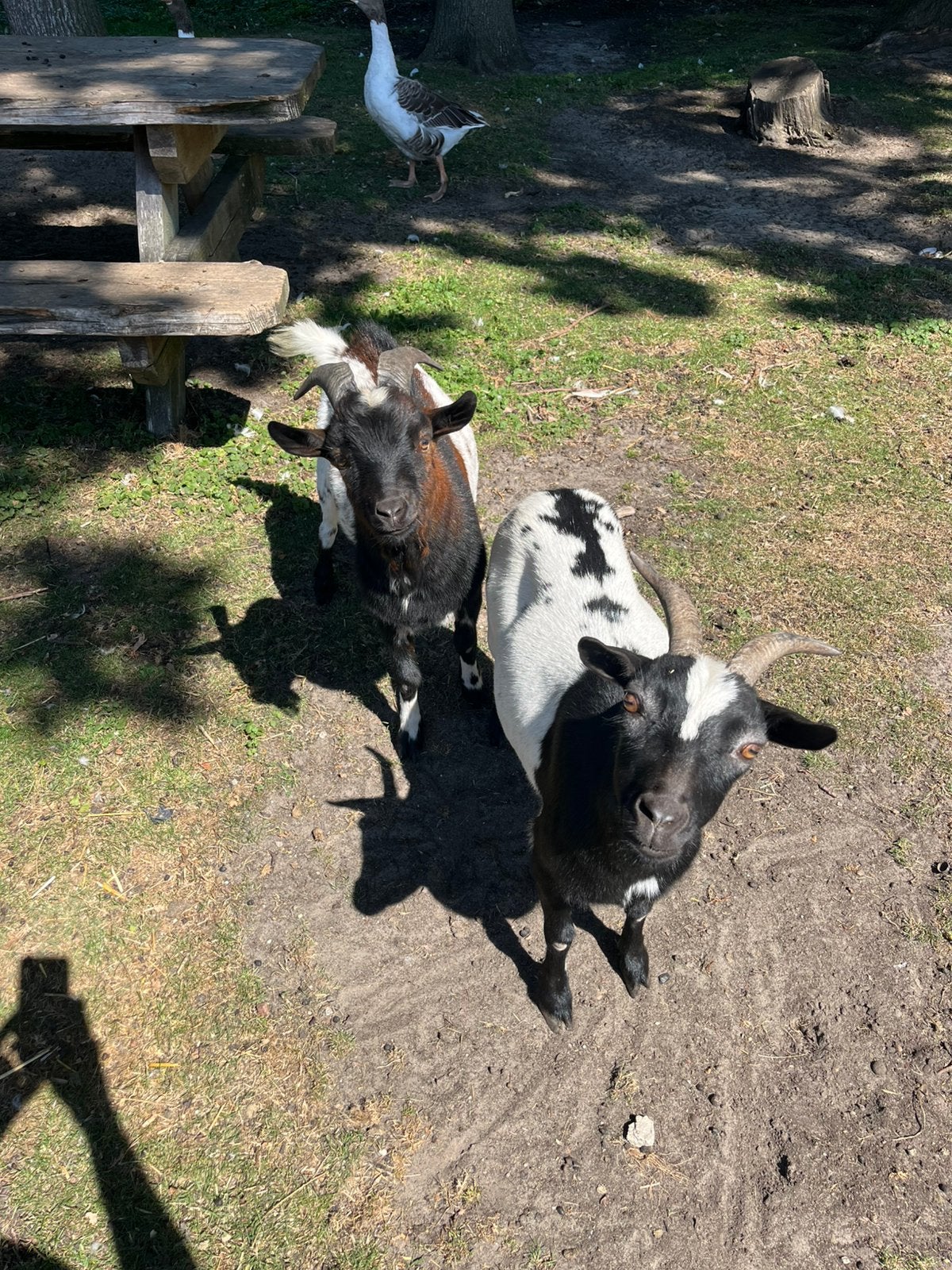 Dwerggeit, Dieren en Toebehoren, Schapen, Geiten en Varkens, Vrouwelijk, Geit