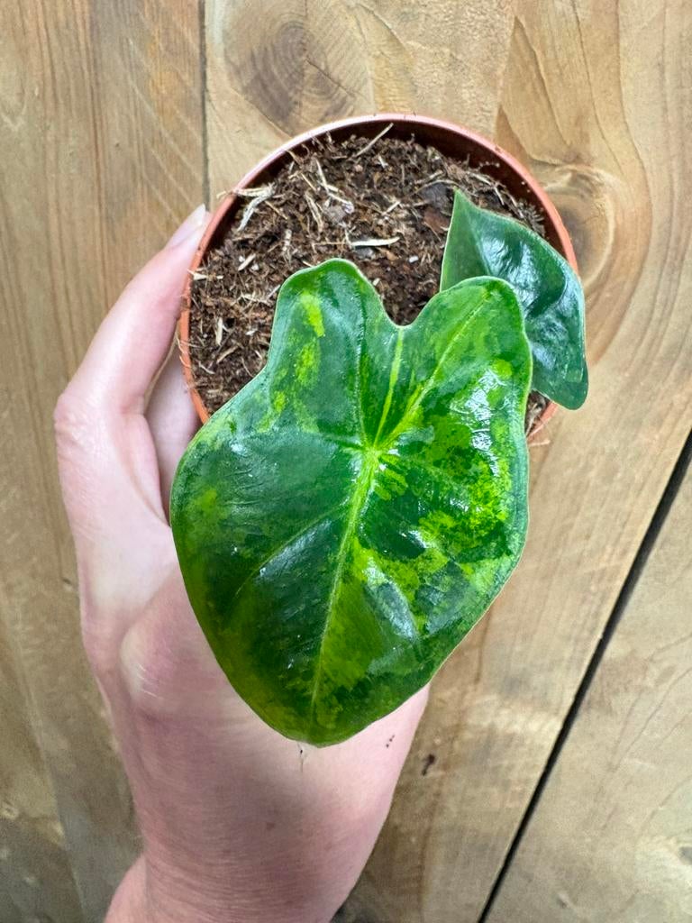 Alocasia frydek variegata plant aurea yellow lemon lime, Huis en Inrichting, Kamerplanten, Ophalen of Verzenden, Halfschaduw, Minder dan 100 cm