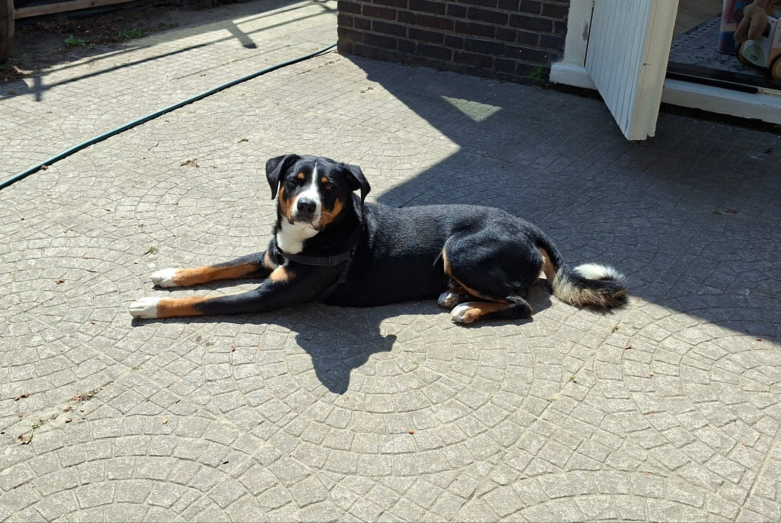 Gezellige speelse appenzeller sennenhond (1,5 jaar, Dieren en Toebehoren, Parvo, Reu, 1 tot 2 jaar, Eén hond
