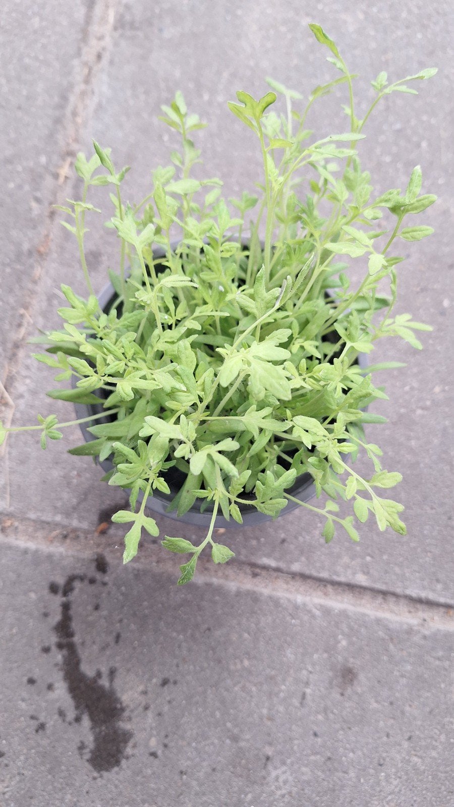 Tomaten plantjes / kleine zoete tomaatjes, Ophalen, Eenjarig, Groenteplanten, Volle zon