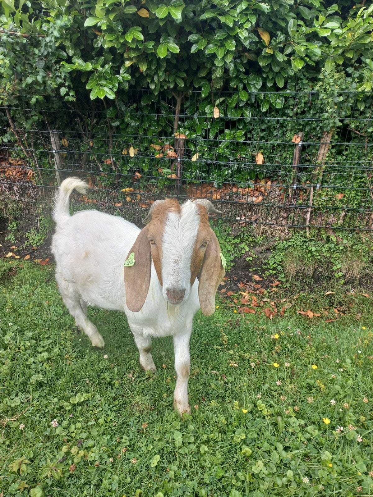 Boerbok 1 jaar, Dieren en Toebehoren, Schapen, Geiten en Varkens, Mannelijk, Geit