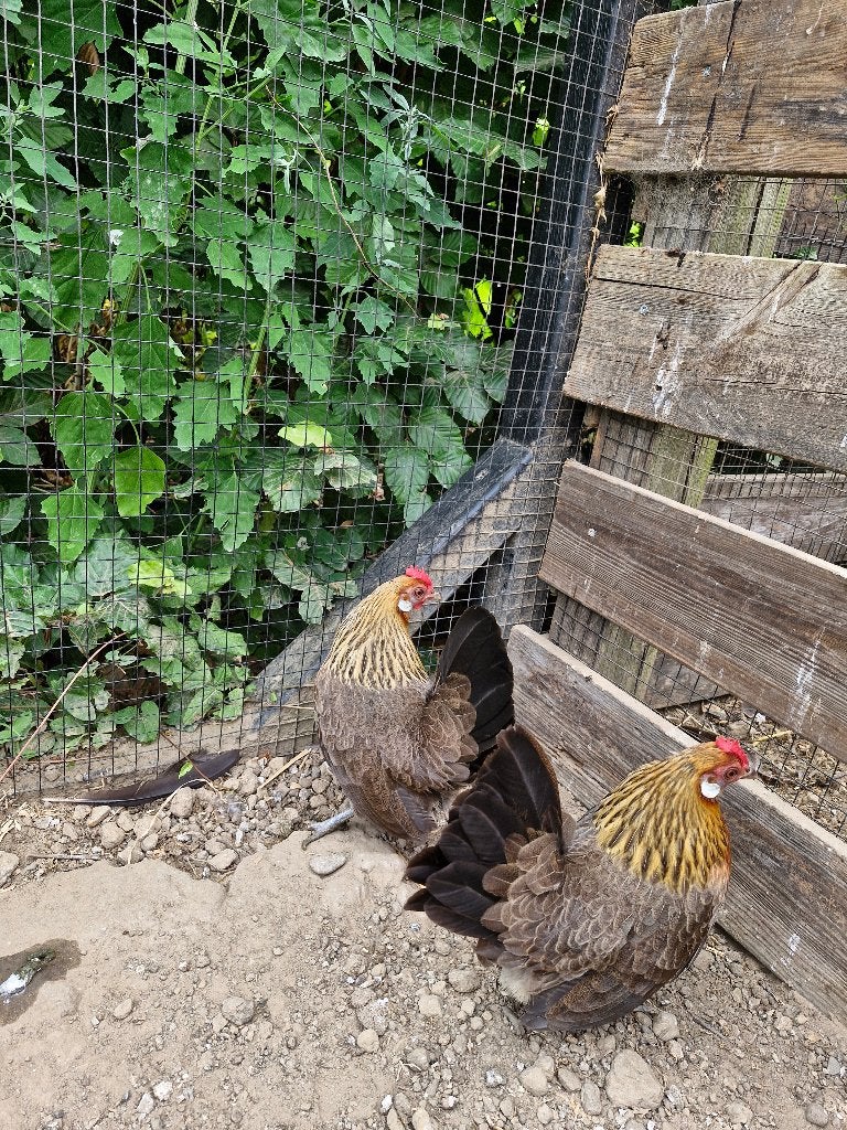 1 hollandse krielhen patrijs te koop van 2024, Dieren en Toebehoren, Pluimvee, Meerdere dieren, Kip