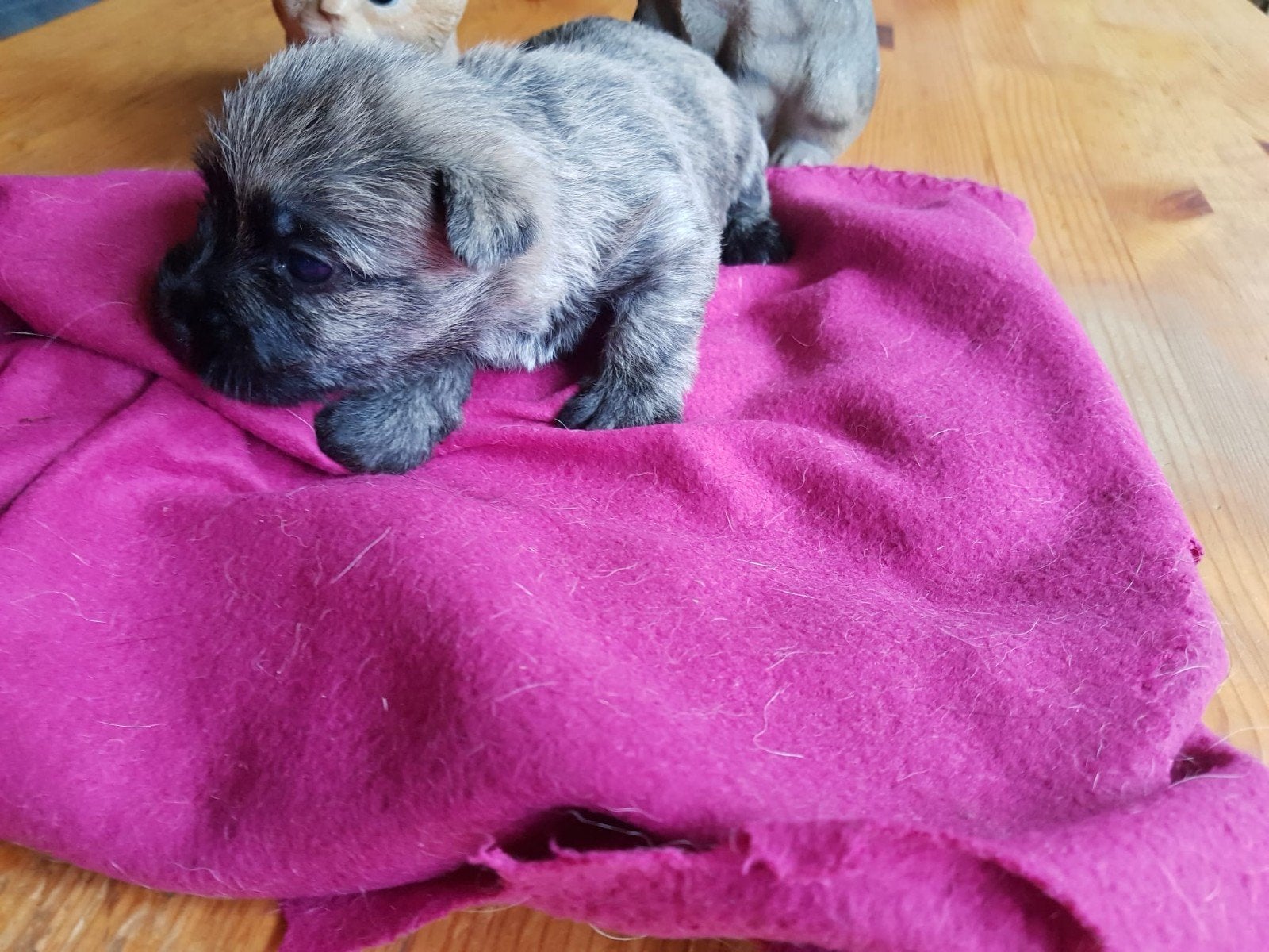 cairn terriers, Dieren en Toebehoren, Honden | Jack Russells en Terriërs, Parvo, Overige rassen, 8 tot 15 weken, Meerdere dieren