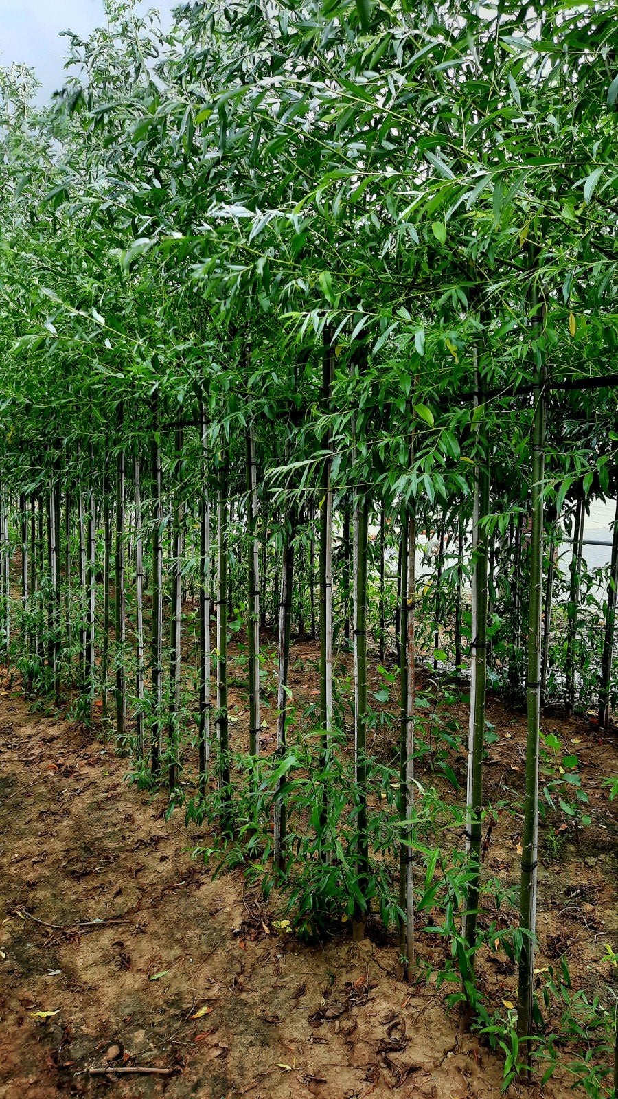 Salix alba (Knotwilg)🌿, Ophalen
