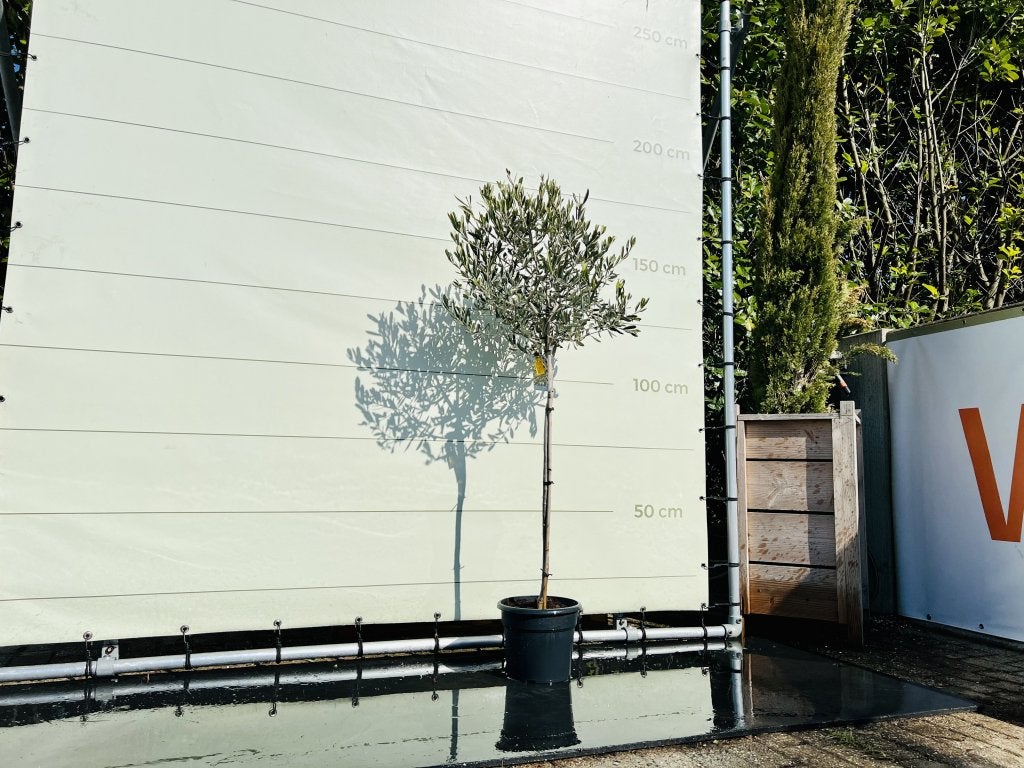 Olijfboom - Olea Europea - stamomvang 6-8 cm, Tuin en Terras, Ophalen of Verzenden, 100 tot 250 cm, Olijfboom, Zomer