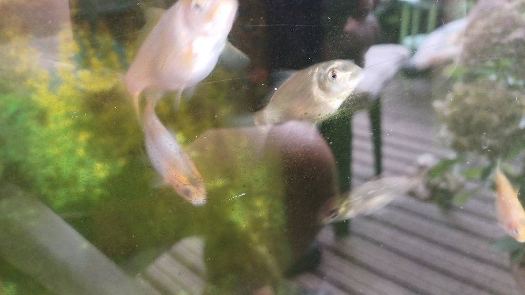Jonge koi, Karper of Koi