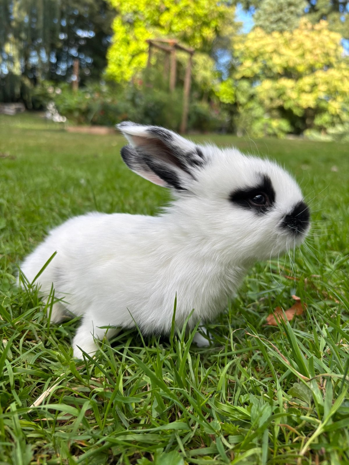 Duitse Reuzen – baby konijntjes te reserveren, Meerdere dieren, Groot