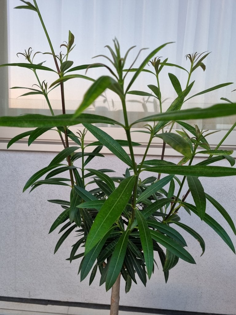 Roze Nerium Oleander op stam ca. 110 cm, Tuin en Terras, Ophalen, Vaste plant, Overige soorten, Volle zon