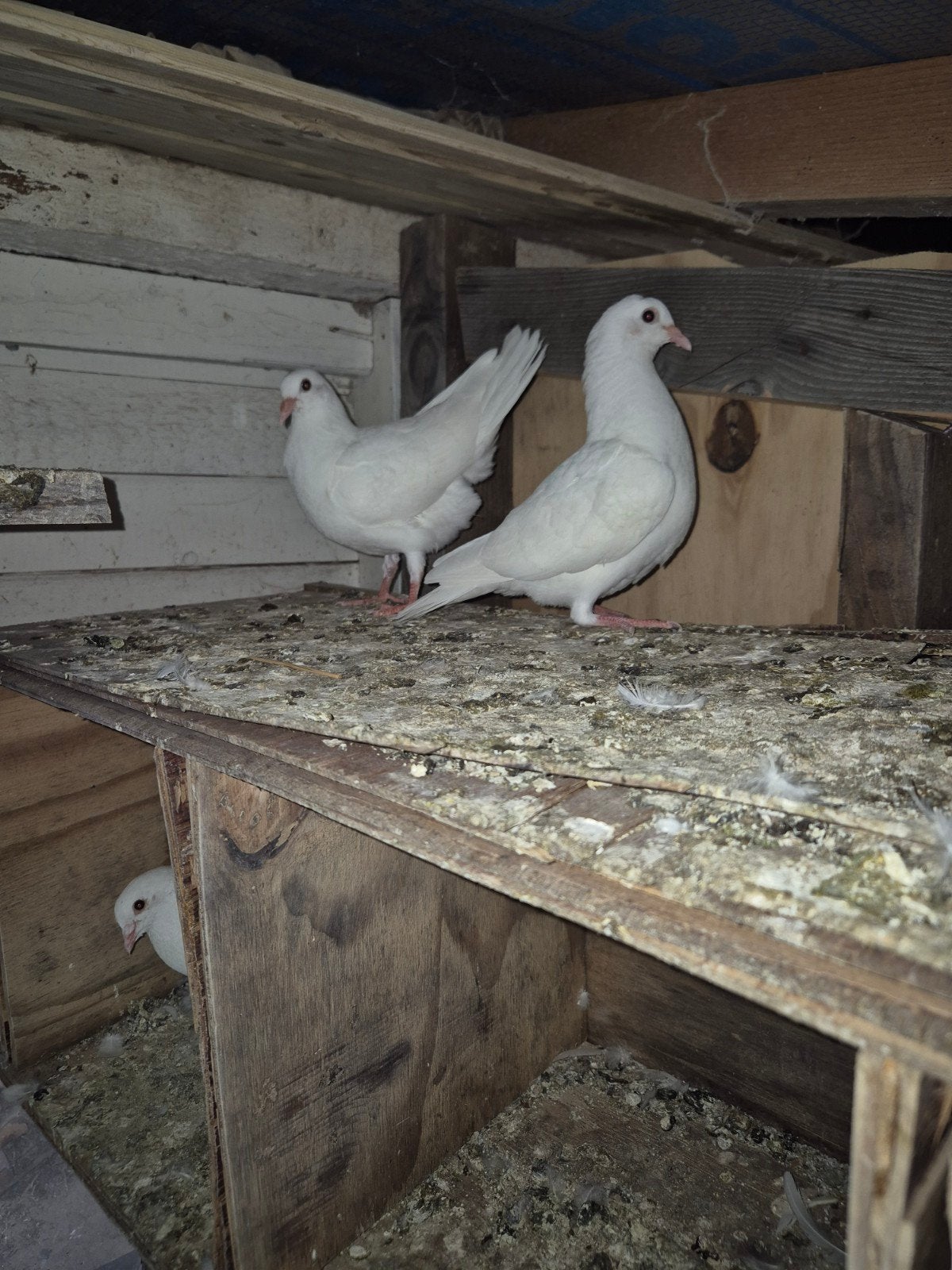 te koop 2 witte duiven., Dieren en Toebehoren, Vogels | Duiven, Geslacht onbekend, Overige soorten
