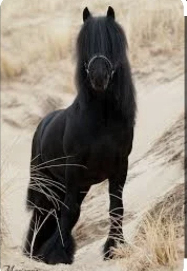 Gevraagd Fell pony of Dales pony, Ophalen