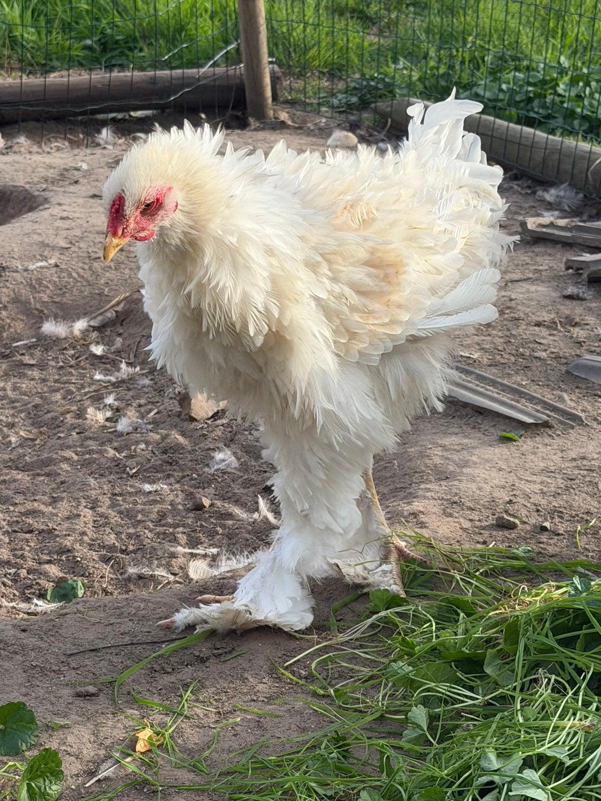 Mooie brahma krul haan, Dieren en Toebehoren, Mannelijk, Kip