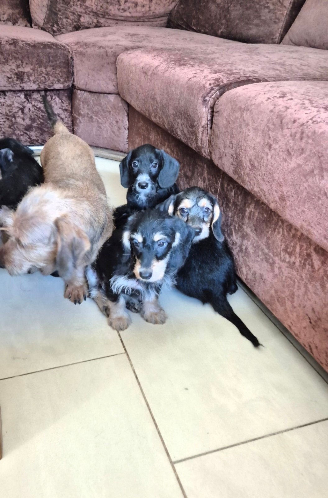kruising ruwhaar dwergteckel puppies! (boomer) NOG 2 REUTJES, Dieren en Toebehoren, Parvo, 8 tot 15 weken, Dwerg, Meerdere