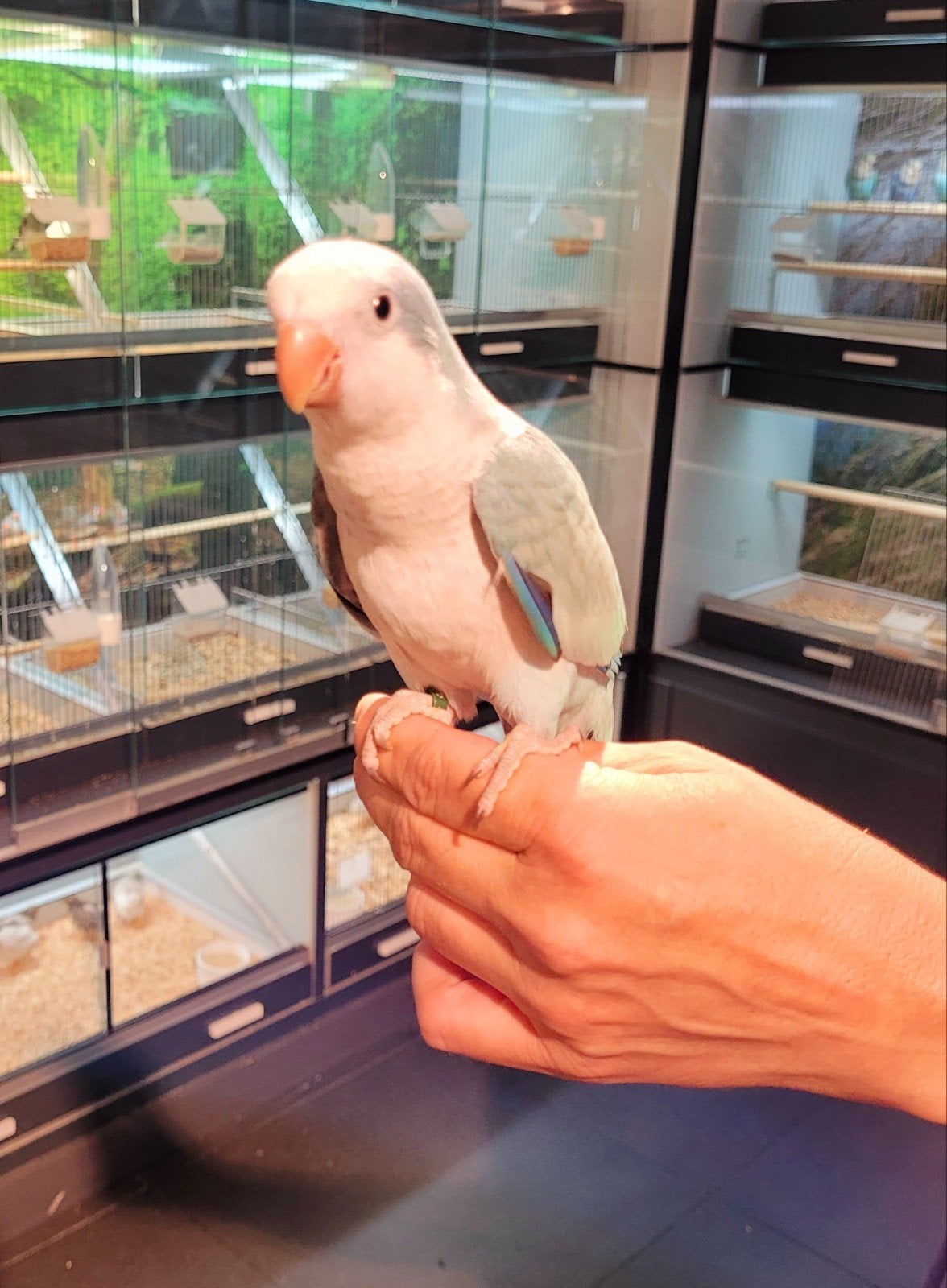 Muisparkieten super lief en super tam., Dieren en Toebehoren, Vogels | Parkieten en Papegaaien, Meerdere dieren, Papegaai, Tam