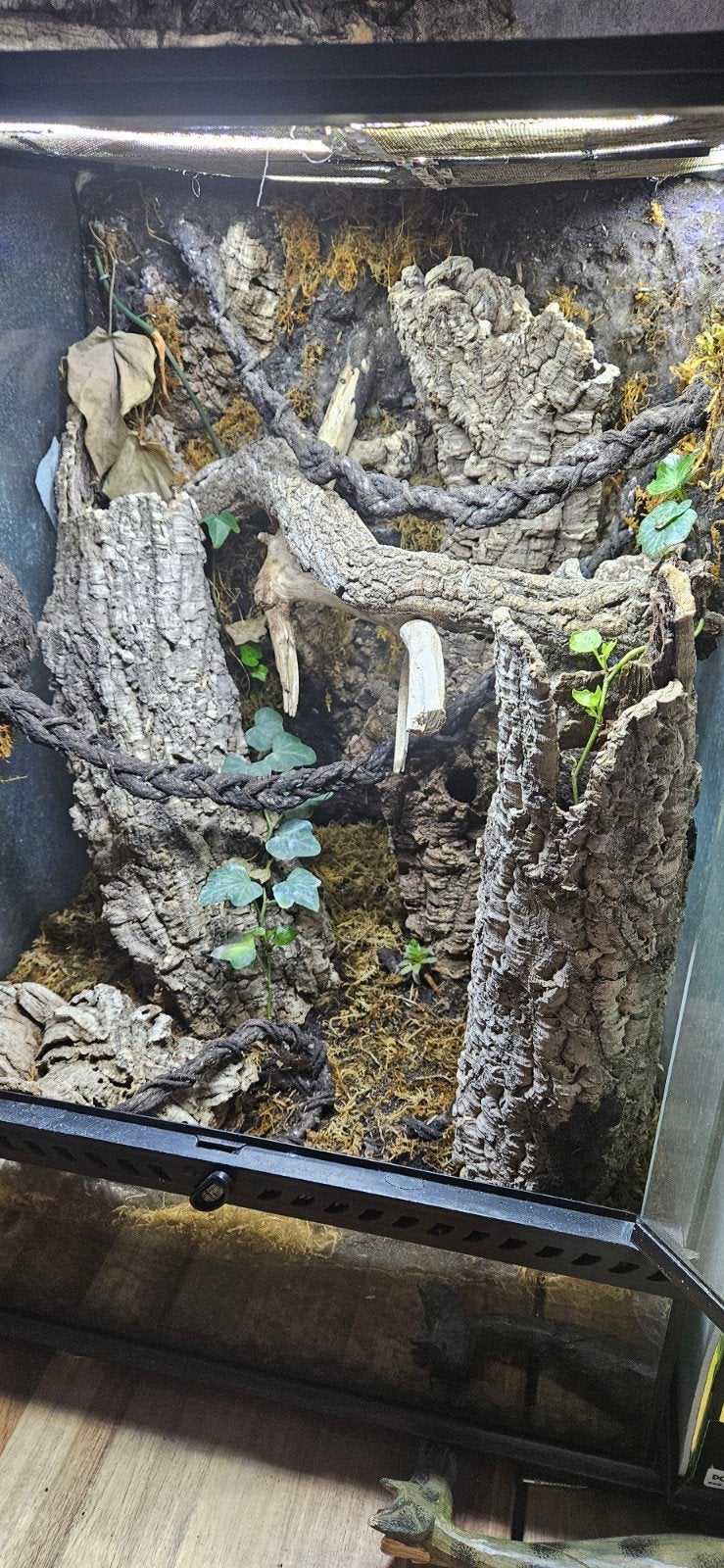 ExoTerra Jungle (Bio Actief) terrarium 45x45x60cm, Ophalen, Plant(en), Steen of Hout