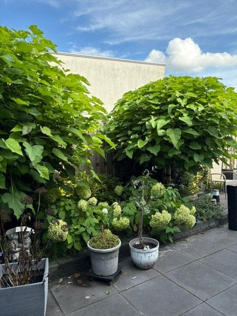 2 catalpa bomen (5 jr), Tuin en Terras, Planten | Bomen, Overige soorten, 100 tot 250 cm, Zomer, Ophalen