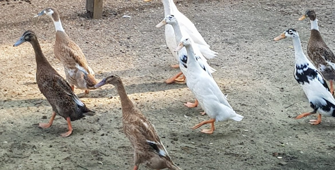 Indische Loopeend kuikens pulletjes, Geslacht onbekend, Eend