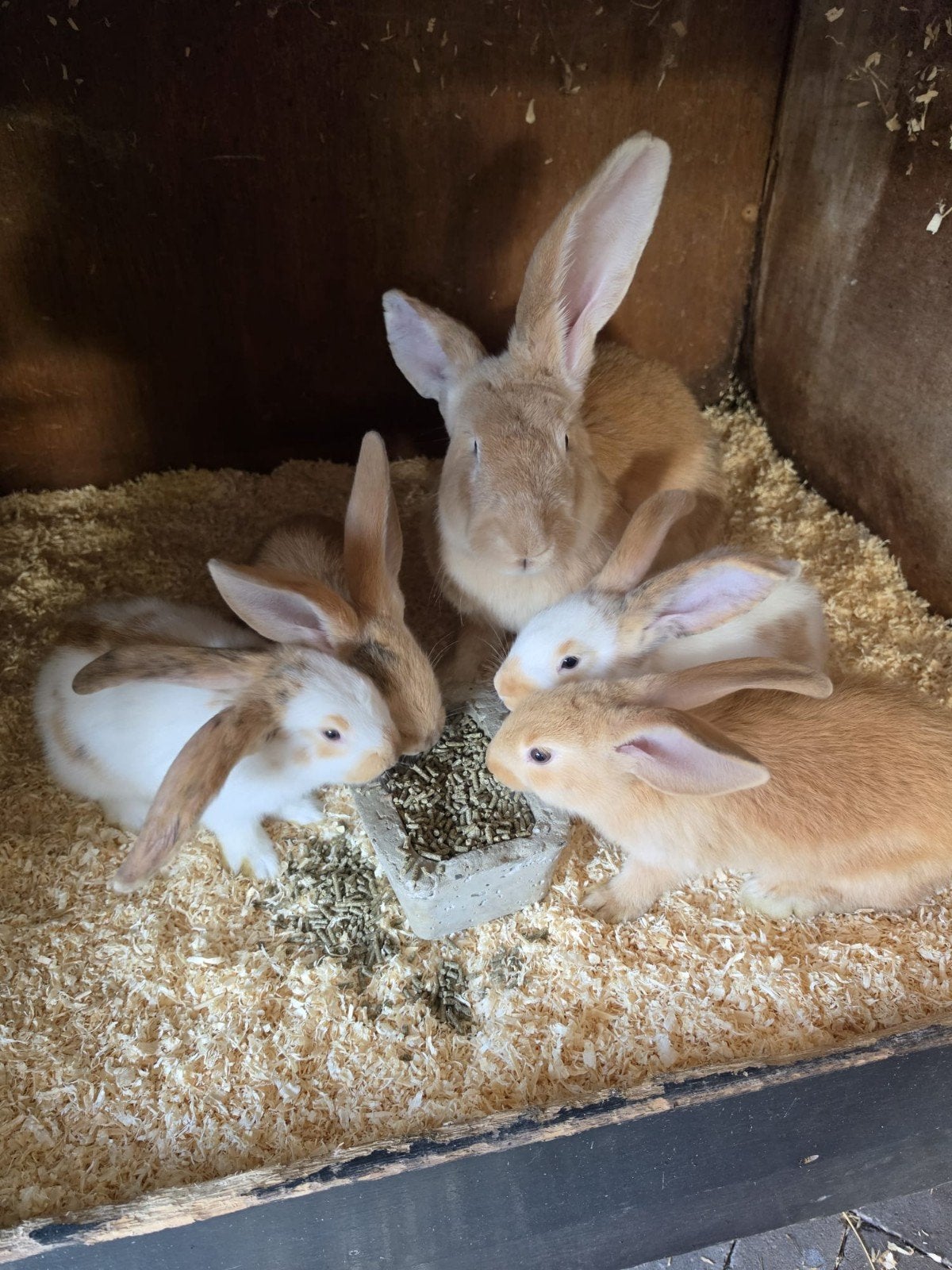Groot Lotharinger konijnen, Meerdere dieren, Groot