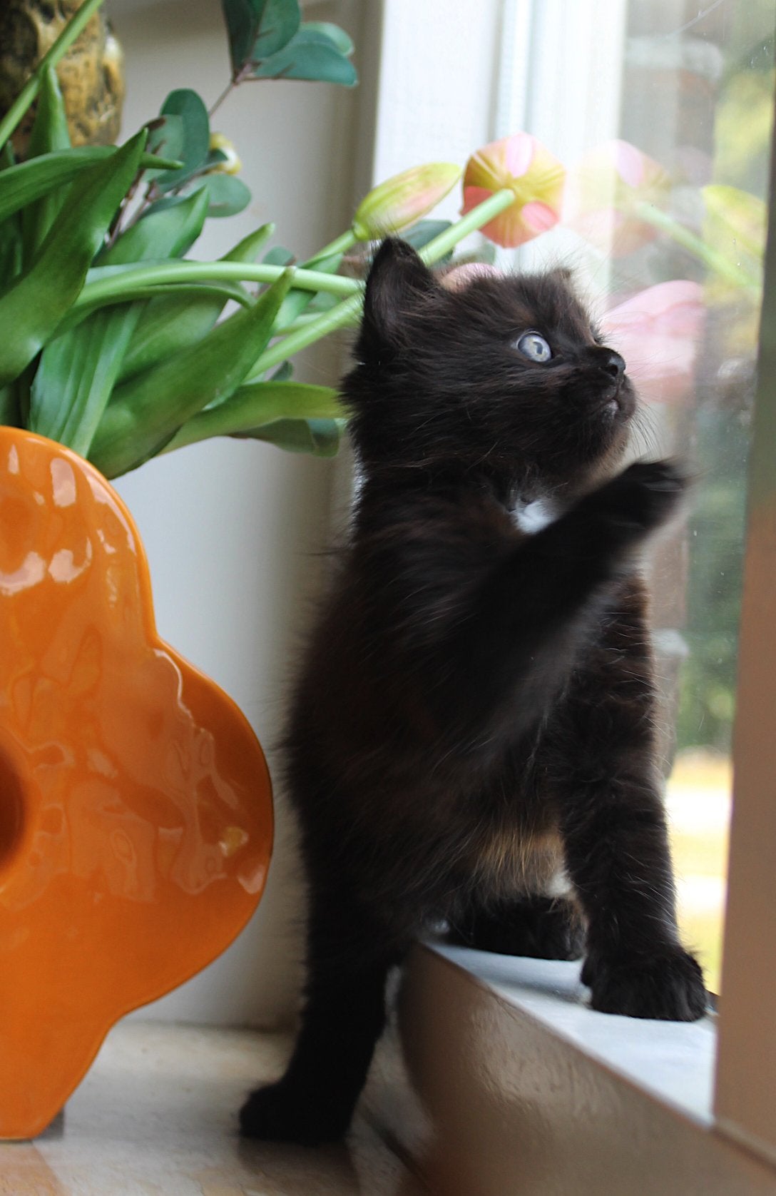 Prachtige zwarte langhaar zkt knuffelbaasje (ragdollxbritt), Kater, Ontwormd, 0 tot 2 jaar