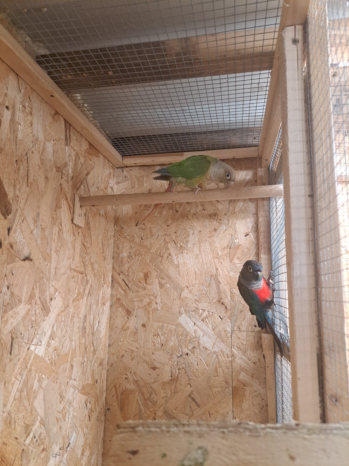 mooi koppel pyrrhura, Meerdere dieren, Parkiet