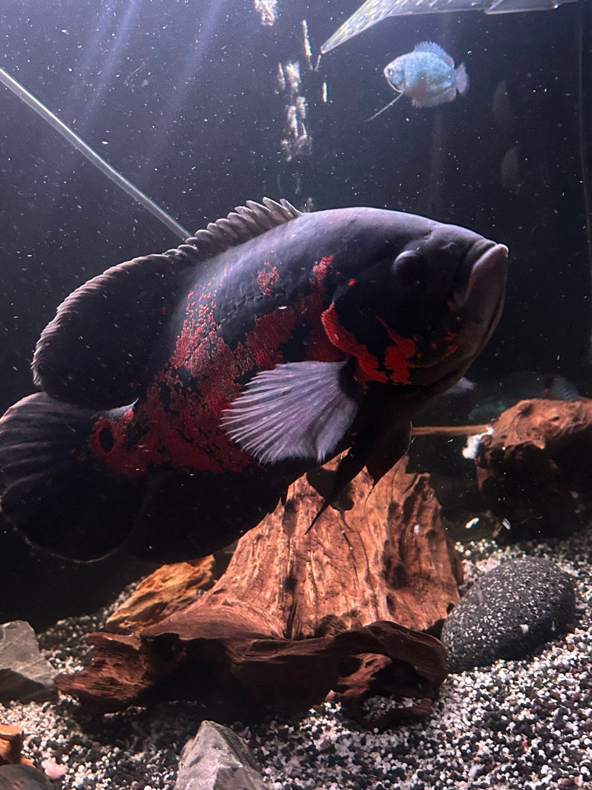 Grote Oscar vis (Astronotus ocellatus), Dieren en Toebehoren, Vis
