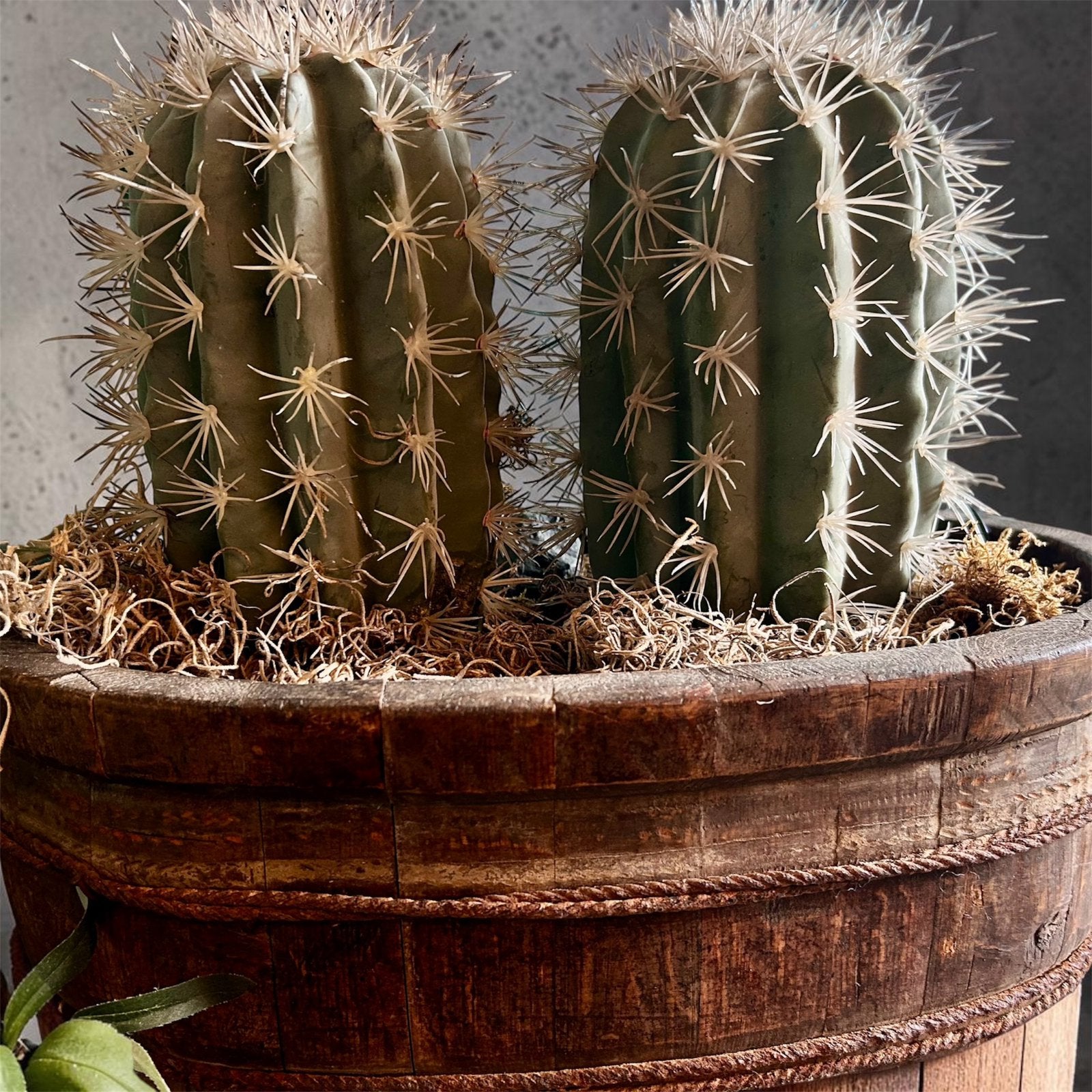 Oude ovale olijfbak zonder de 2 kunst cactussen, Binnen, Bruin, 15 cm, Ophalen of Verzenden