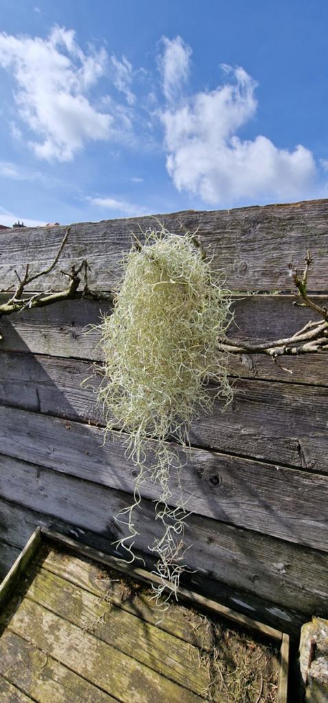 Tillandsia usneoides/spaans mos te koop, Vaste plant, Bloeit niet, Halfschaduw, Ophalen