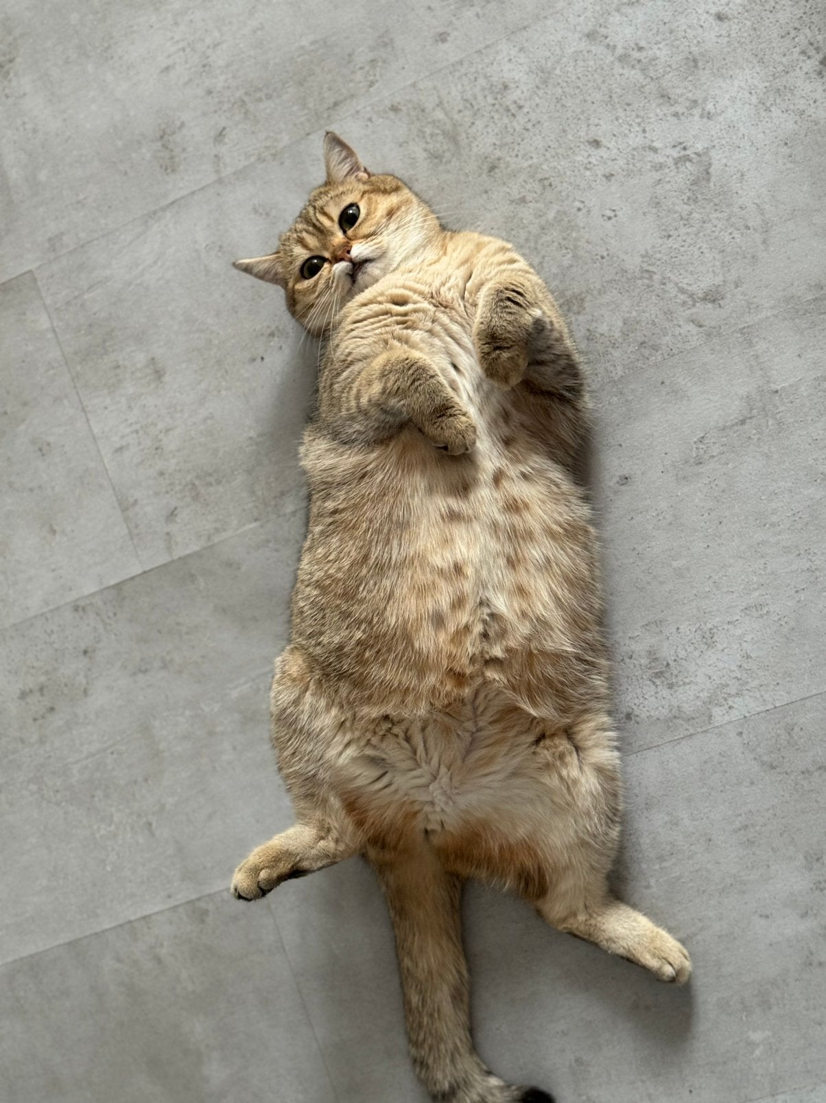 Britse korthaar poes, Meerdere dieren