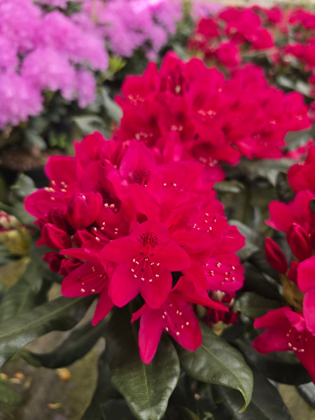 Partij Rhododendron Nova Zembla 30/40 cm C5, Tuin en Terras, Planten | Struiken en Hagen, Ophalen, Rhododendron, Struik, Minder dan 100 cm