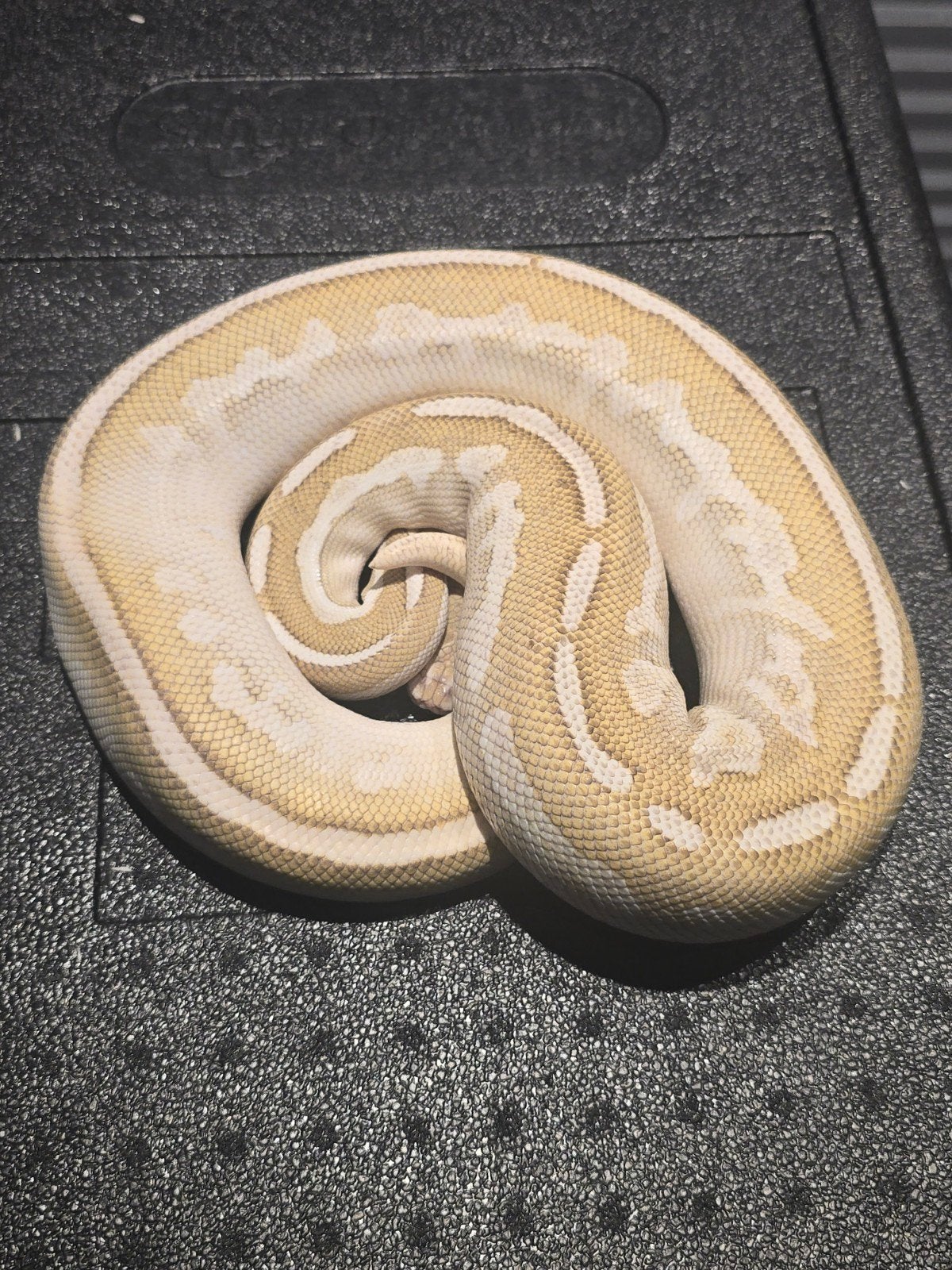 0.1 black pastel butter fire het clown ball python