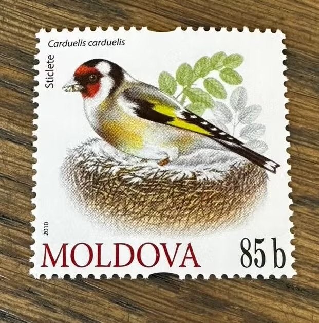 Moldavië 2010 Vink Postfris Postzegel - Carduelis carduelis, Ophalen of Verzenden, Overige landen, Postfris
