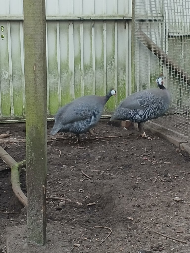 T.K. Parelhoenders ,1 haan en 3 hennen wit, Meerdere dieren, Overige soorten