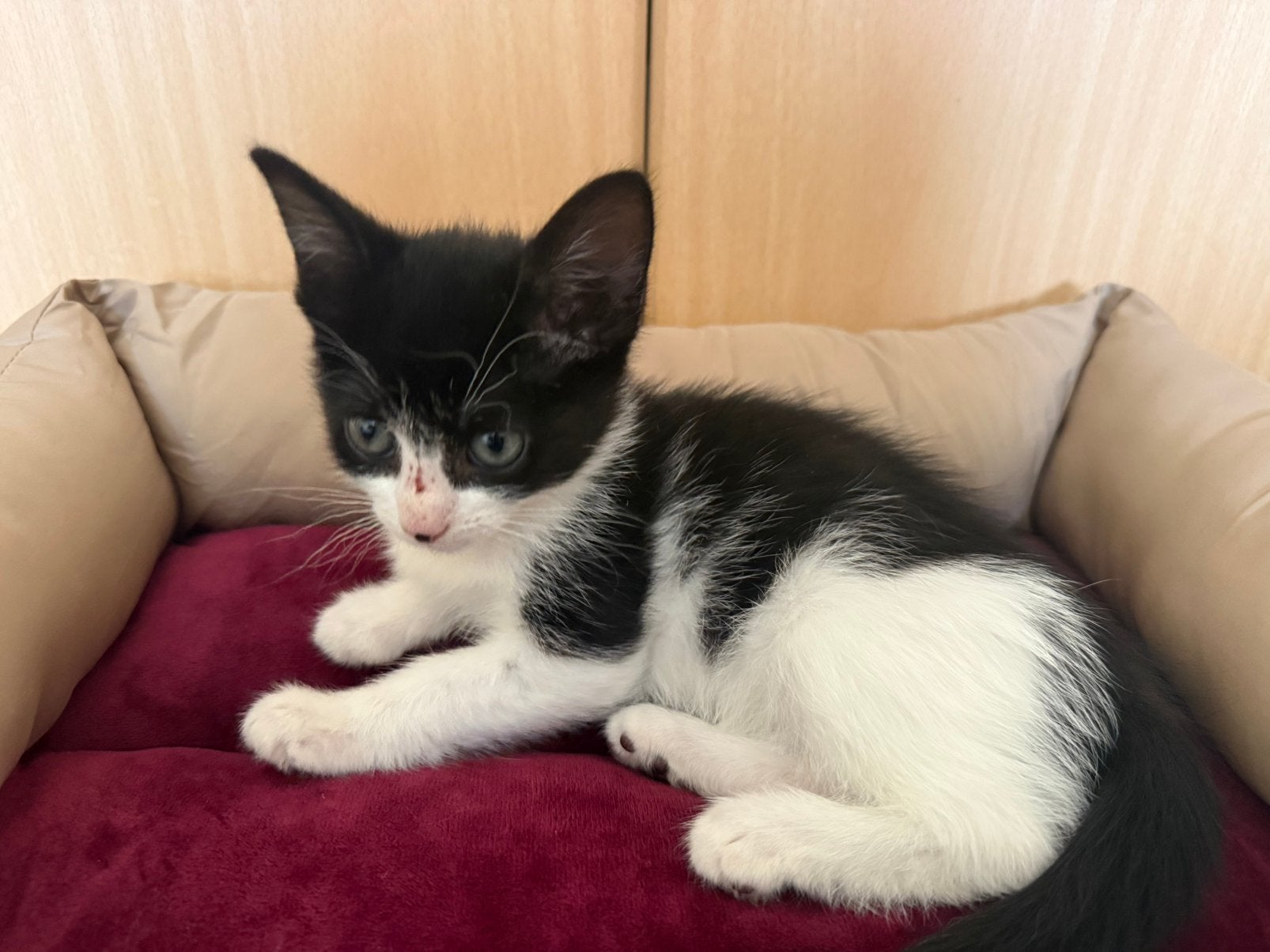 Lieve gezonde mooie zwart-wit kitten te koop [vrouwtje], Dieren en Toebehoren, Poes, Kortharig, 0 tot 2 jaar