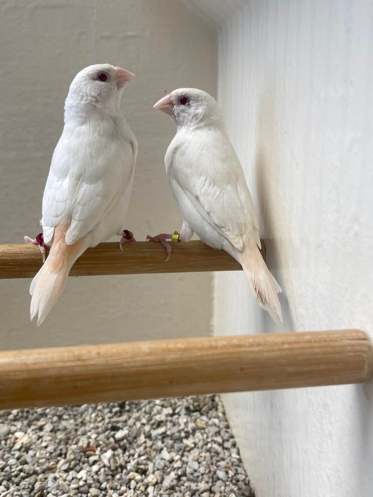 Koppels Albino Zilverbekjes, Dieren en Toebehoren, Meerdere dieren