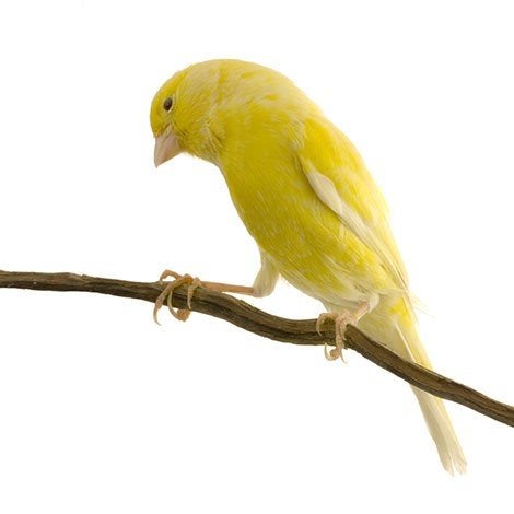 Kanaries, Meerdere dieren, Zangkanarie